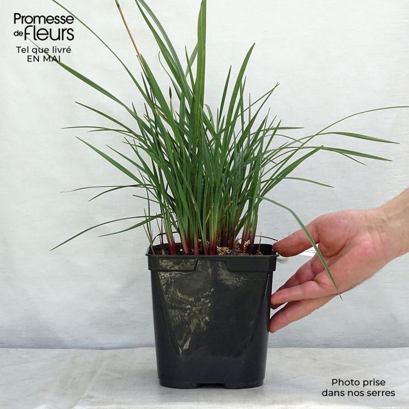 Spécimen de Dianella revoluta Coolvista Pot de 1L./1.5L. tel que livré au printemps