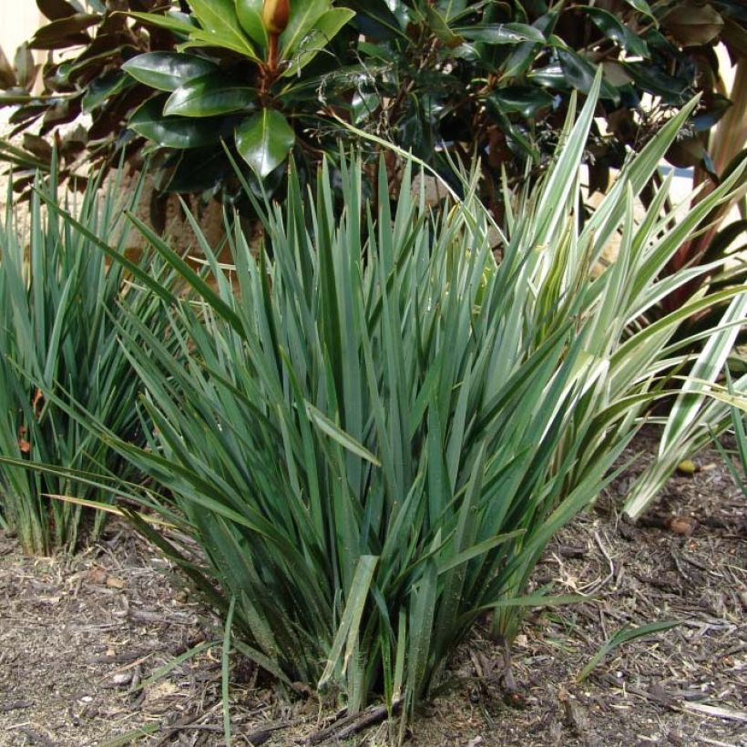 Dianella revoluta Little Rev (Feuillage)