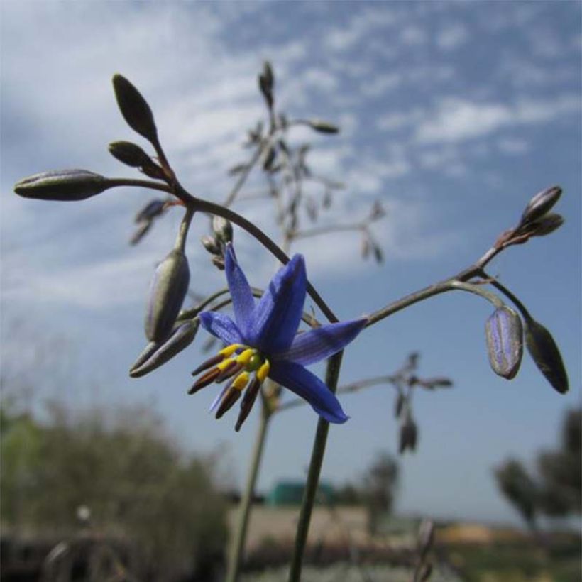 Dianella revoluta Little Rev (Floraison)