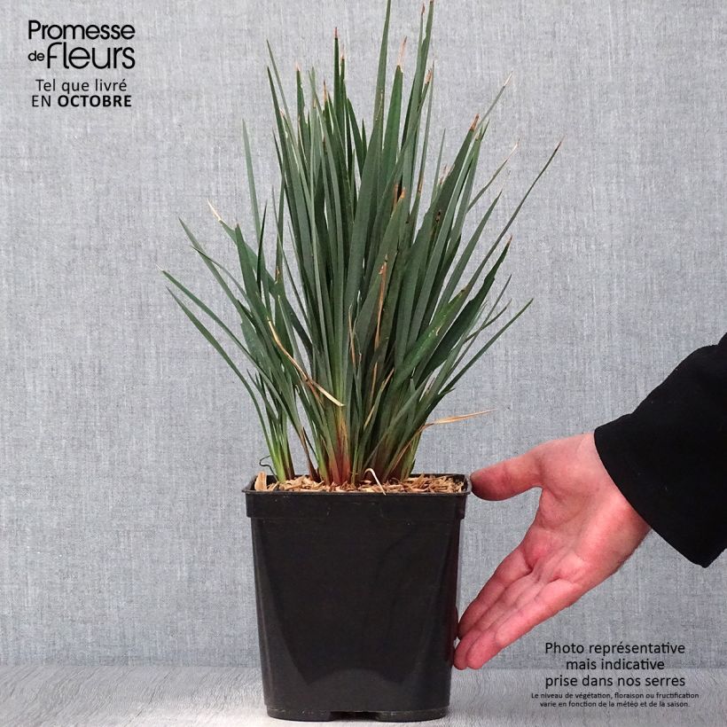 Spécimen de Dianella revoluta Little Rev Pot de 2L/3L tel que livré en automne