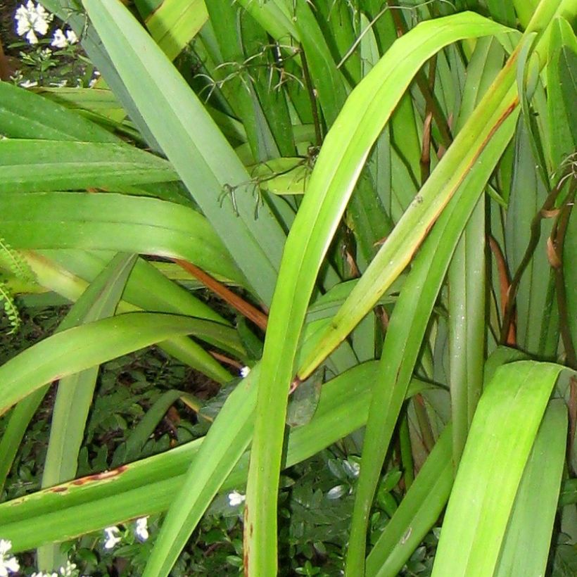 Dianella tasmanica (Feuillage)