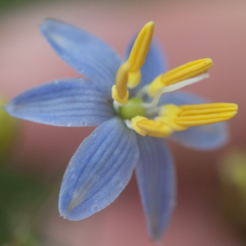 Dianella tasmanica (Floraison)