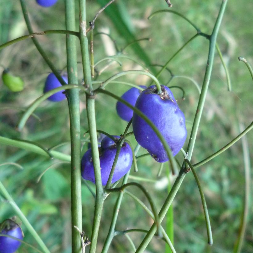 Dianella tasmanica (Récolte)