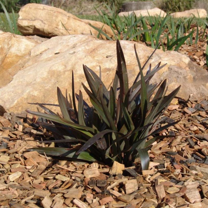 Dianella tasmanica Blaze (Port)