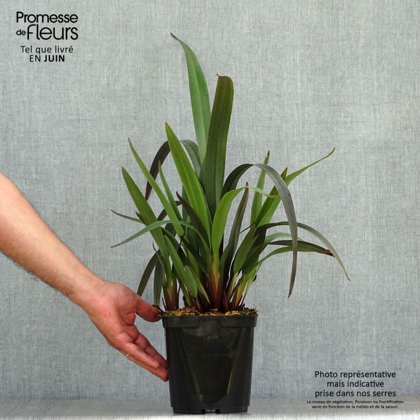 Spécimen de Dianella tasmanica Blaze Pot de 2L/3L tel que livré en été