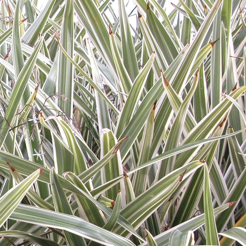 Dianella tasmanica Variegata (Feuillage)