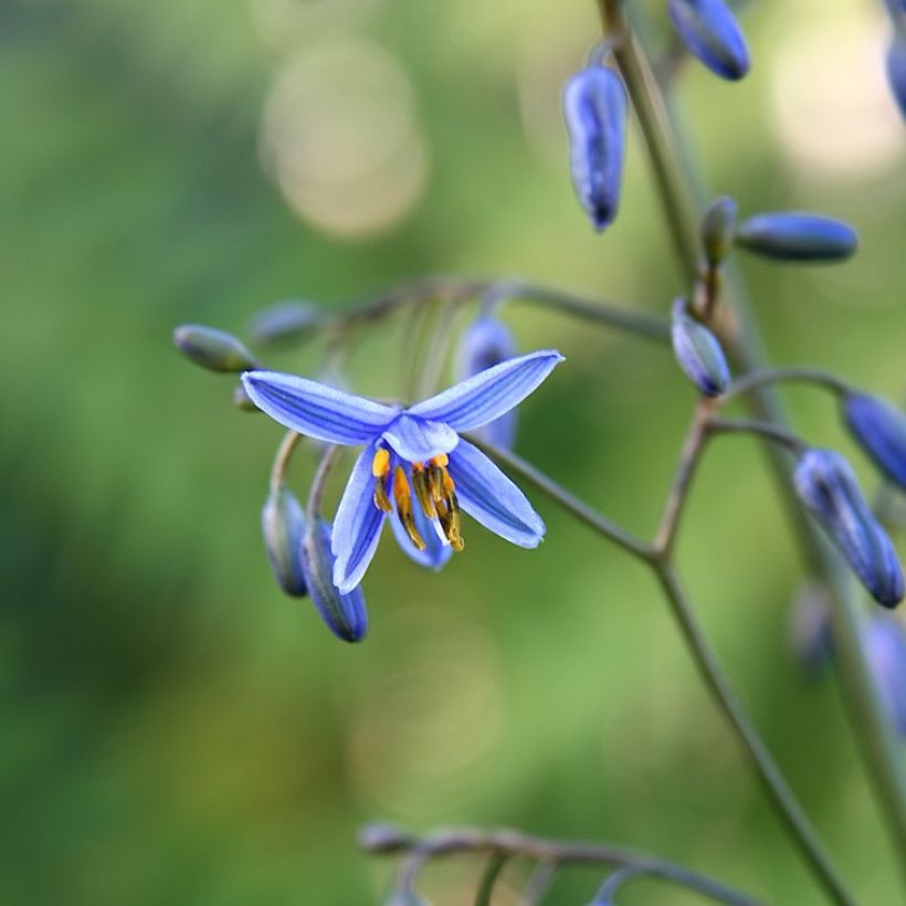 Dianella tasmanica Variegata (Floraison)