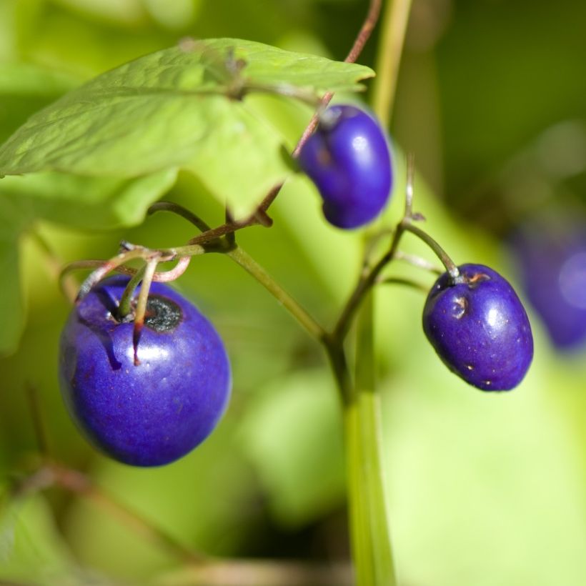 Dianella tasmanica Variegata (Récolte)