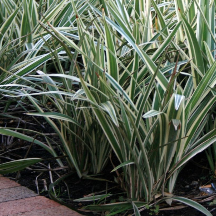 Dianella tasmanica Variegata (Port)