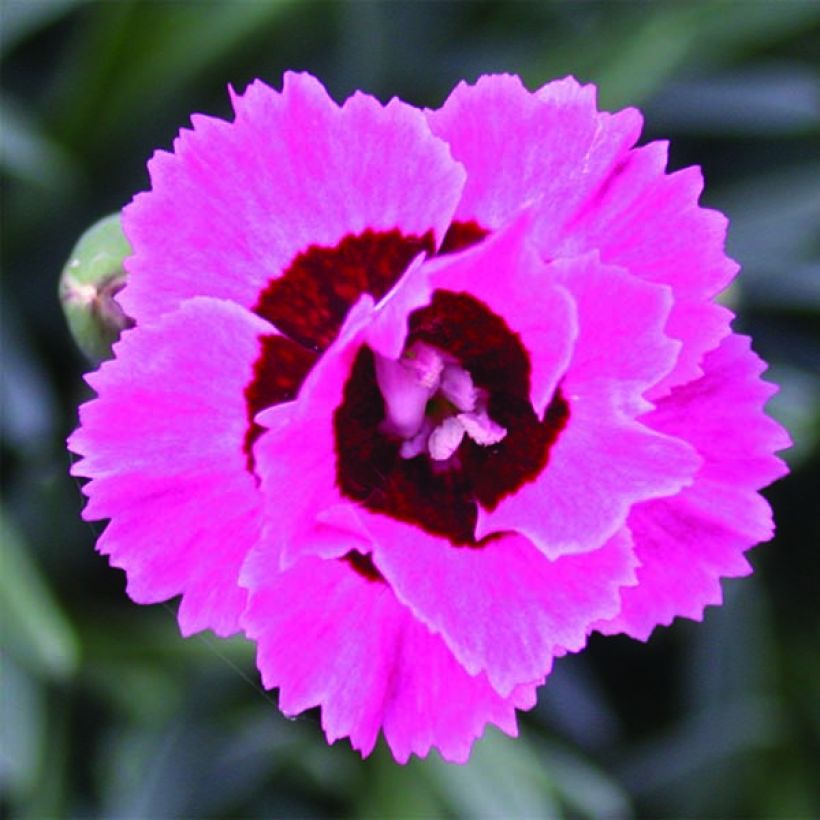 Dianthus Evening Star - Oeillet nain (Floraison)