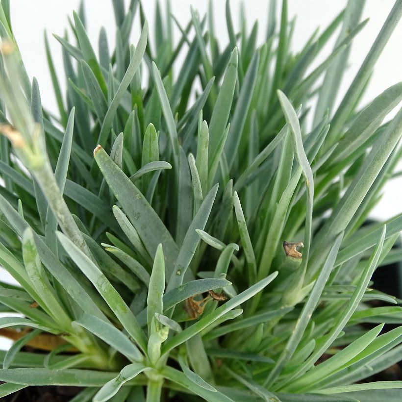 Dianthus Evening Star - Oeillet nain (Feuillage)