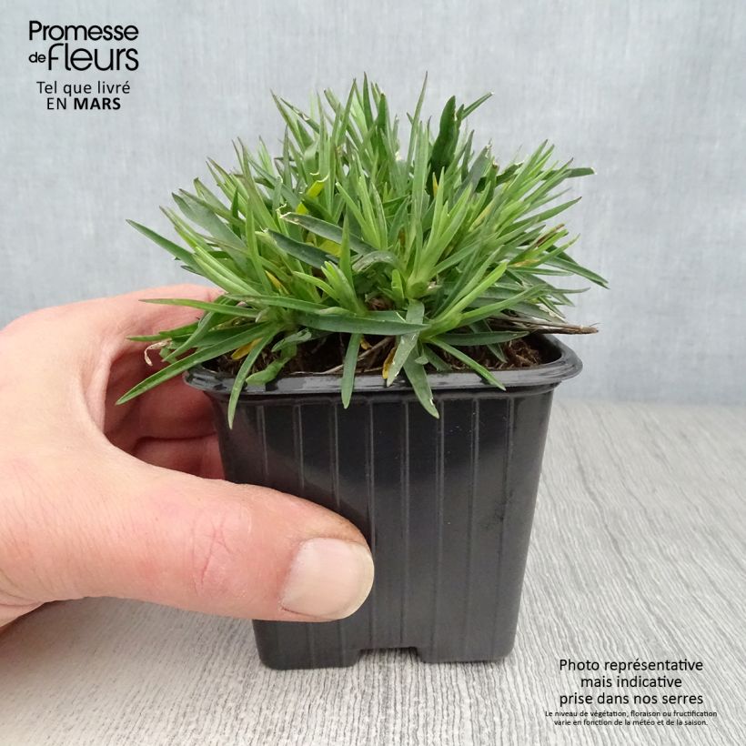 Spécimen de Dianthus Evening Star - Oeillet nain Godet de 7/8 cm tel que livré au printemps