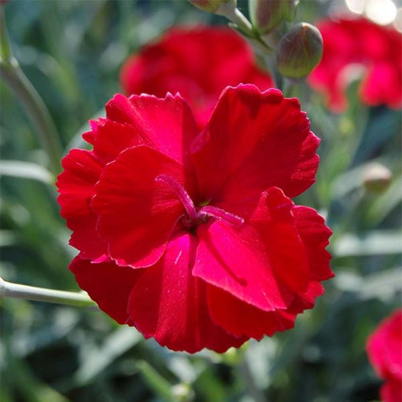 Dianthus Fusilier - Oeillet nain (Floraison)