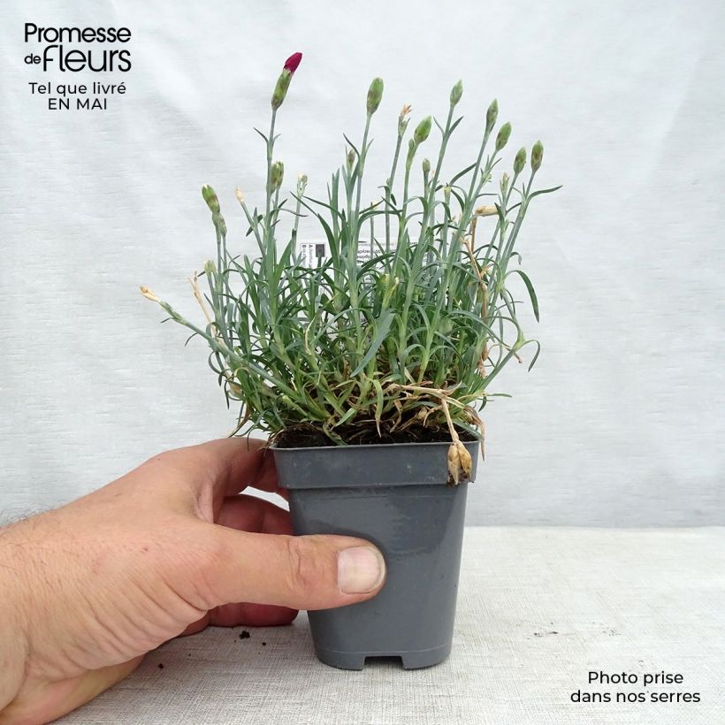 Spécimen de Dianthus Fusilier - Oeillet nain Godet de 8 cm tel que livré au printemps