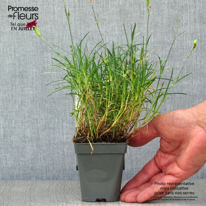 Spécimen de Dianthus Fusilier - Oeillet nain Godet de 8/9 cm tel que livré en été
