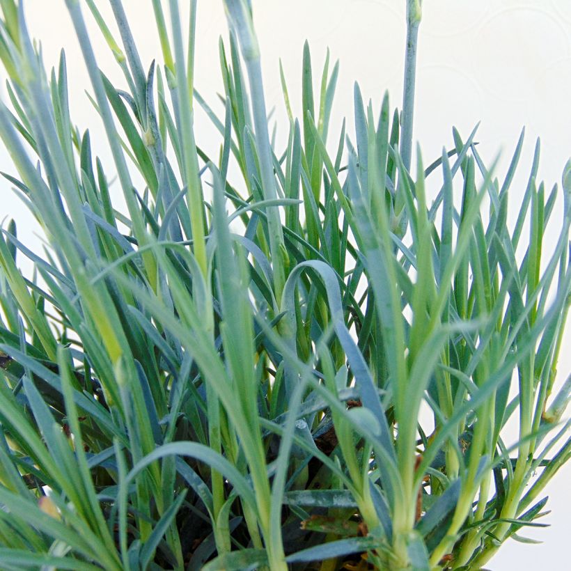 Dianthus Fusilier - Oeillet nain (Feuillage)