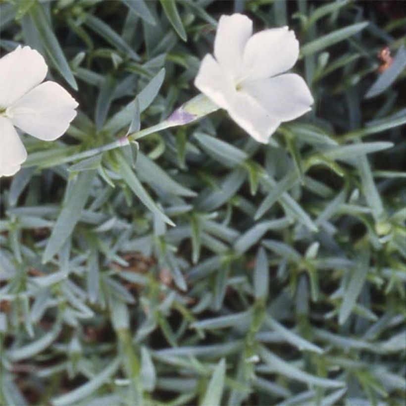 Dianthus La Bourboule Alba - Oeillet (Feuillage)