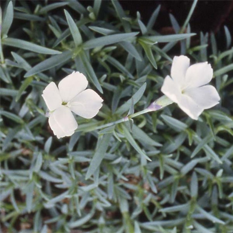 Dianthus La Bourboule Alba - Oeillet (Floraison)