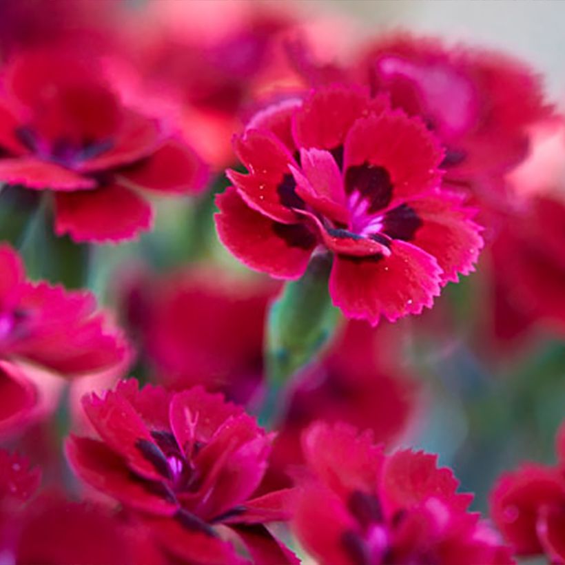 Dianthus Merci Fleuri - Œillet mignardise (Floraison)