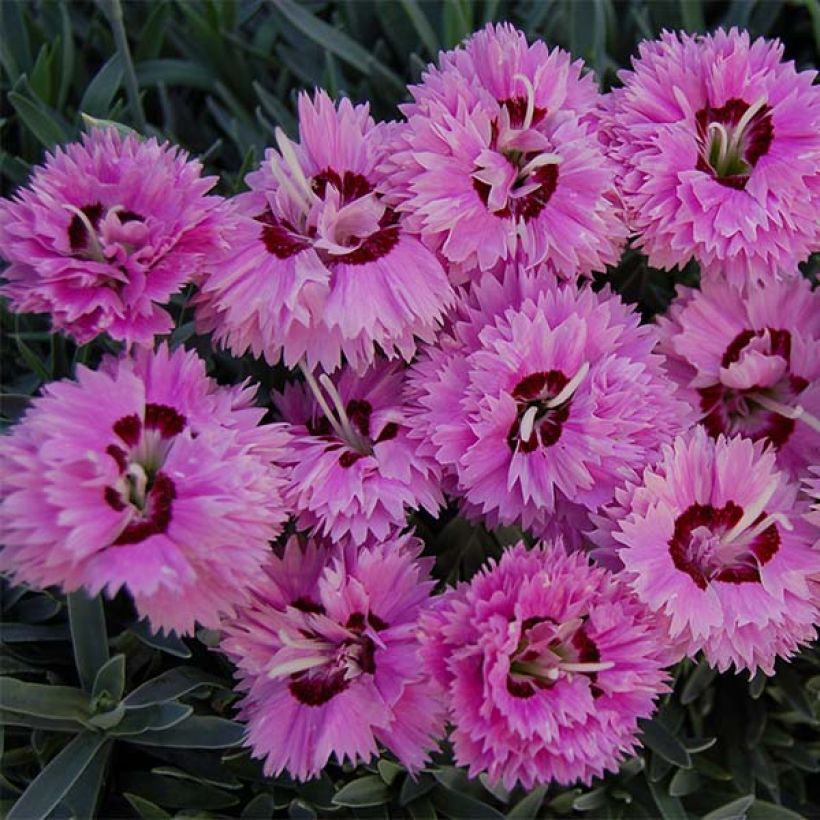 Dianthus Pop Star - Oeillet nain (Floraison)