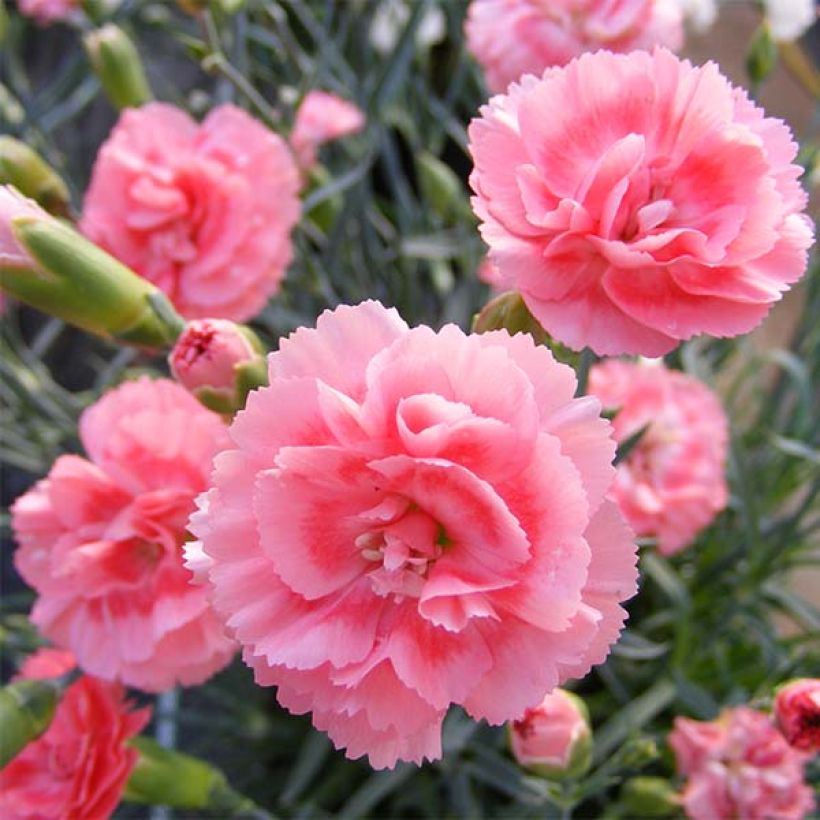 Dianthus plumarius Scent First Romance - Oeillet mignardise (Floraison)