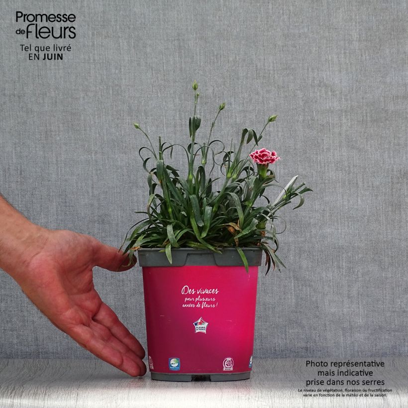 Spécimen de Dianthus Scent First Sugar Plum - Œillet mignardise Pot de 2L/3L tel que livré en été