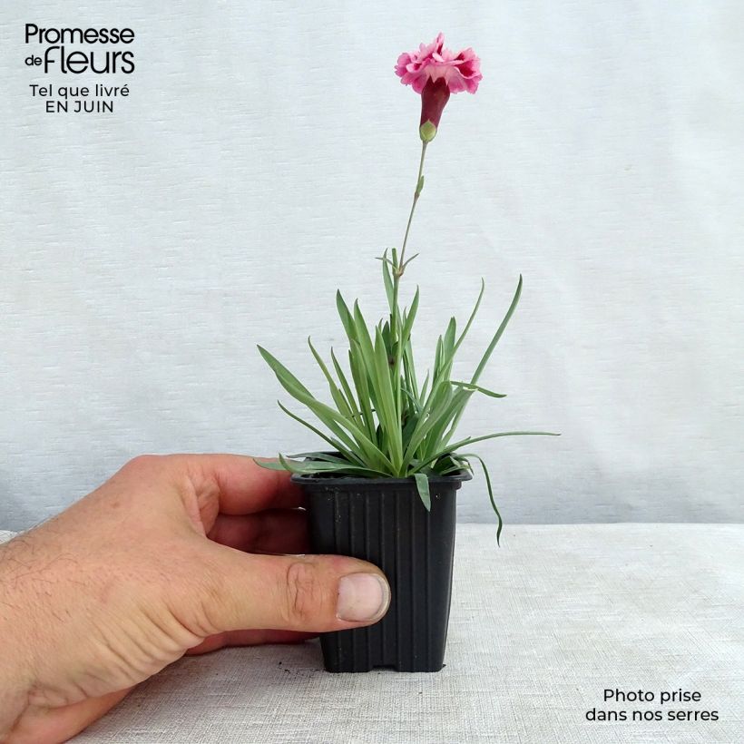 Spécimen de Dianthus Scent First Sugar Plum - Œillet mignardise Godet de 7/8 cm tel que livré en été