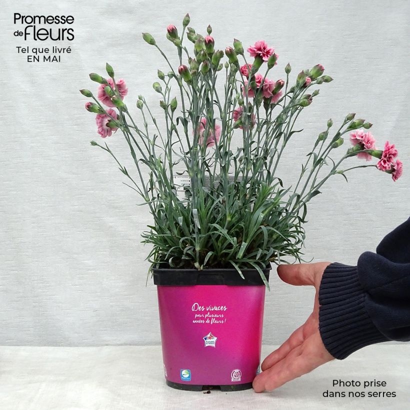 Spécimen de Dianthus Scent First Sugar Plum - Œillet mignardise en pot de 2 litres tel que livré au printemps