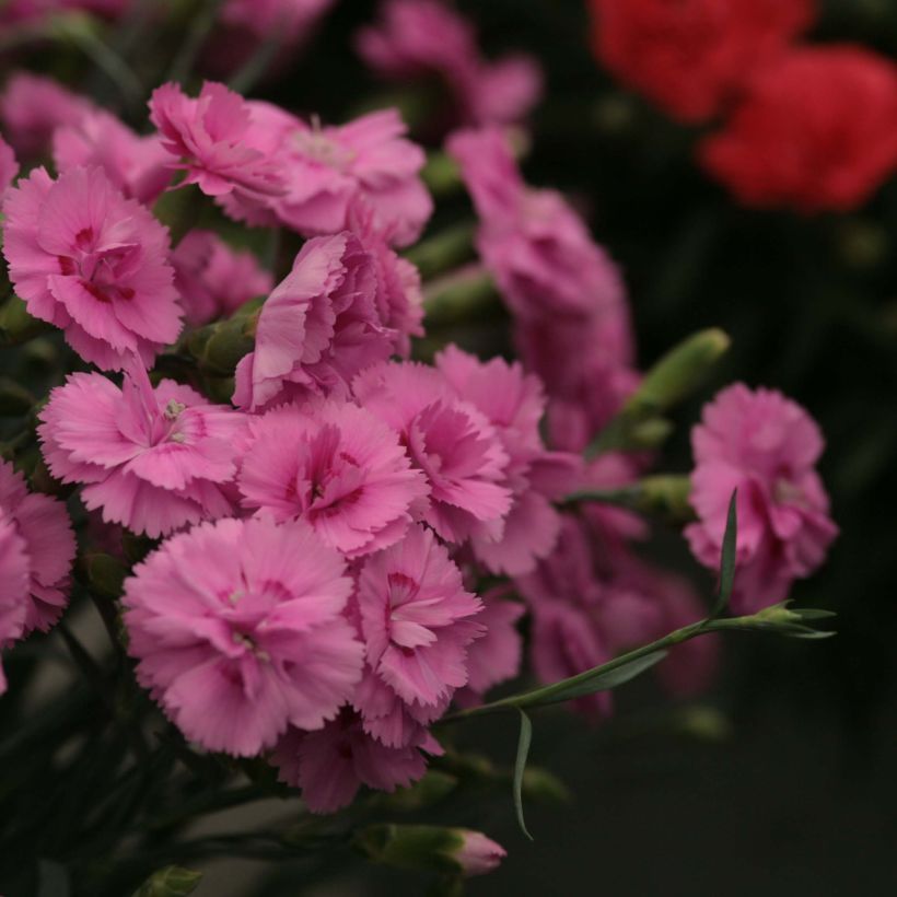 Dianthus Scent First Tickled Pink - Œillet mignardise (Floraison)