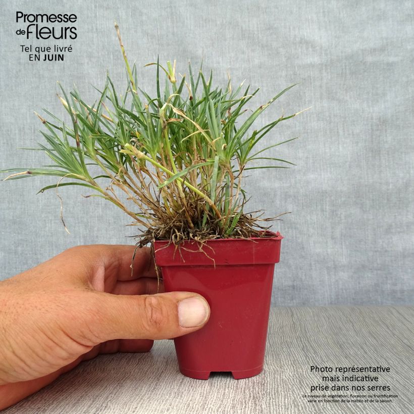 Spécimen de Dianthus Scent First Tickled Pink - Œillet mignardise Godet de 7/8 cm tel que livré en été