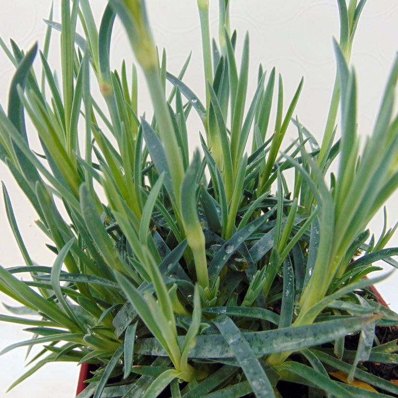 Dianthus Scent First Tickled Pink - Œillet mignardise (Feuillage)