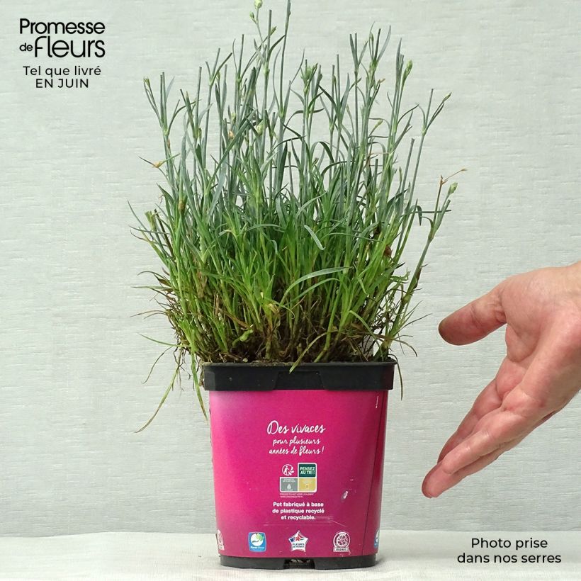 Spécimen de Dianthus Scent First Tickled Pink - Œillet mignardise Pot de 2L/3L tel que livré en été