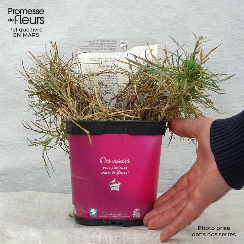 Spécimen de Dianthus Scent First Tickled Pink - Œillet mignardise en pot de 2 litres tel que livré au printemps