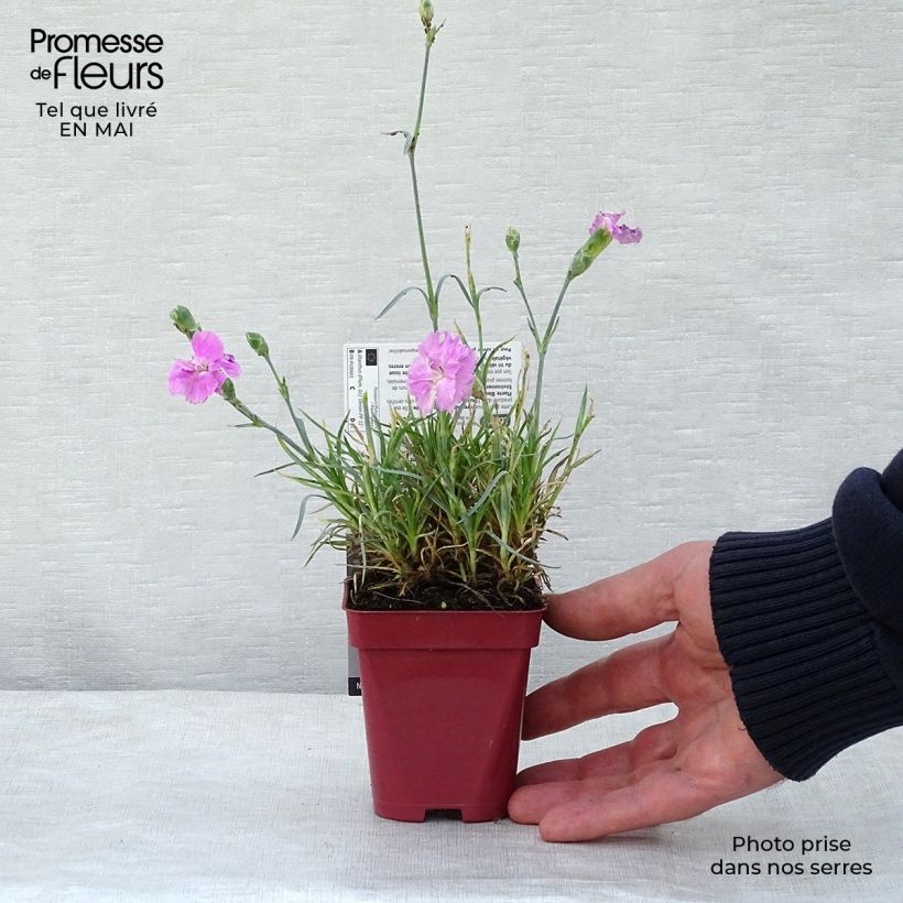 Spécimen de Dianthus Scent First Tickled Pink - Œillet mignardise en godet de 9 cm tel que livré au printemps