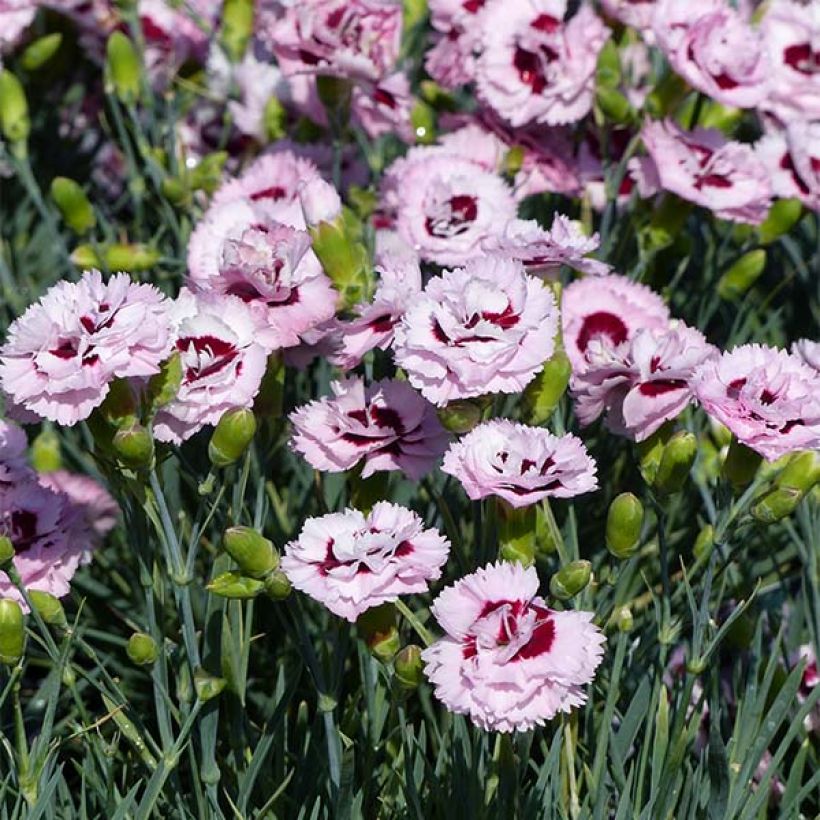 Dianthus plumarius Scent First Raspberry Sundae - Oeillet mignardise (Floraison)