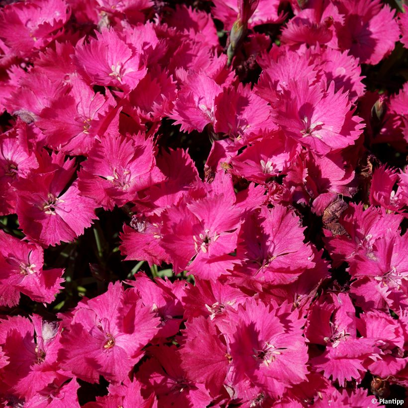 Dianthus Vivid Bright Light - Oeillet tapissant (Floraison)
