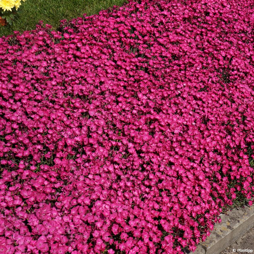 Dianthus Vivid Bright Light - Oeillet tapissant (Port)