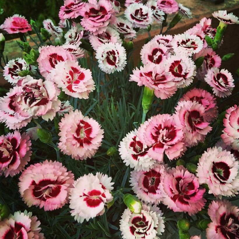 Dianthus Whatfield Supergem (Port)