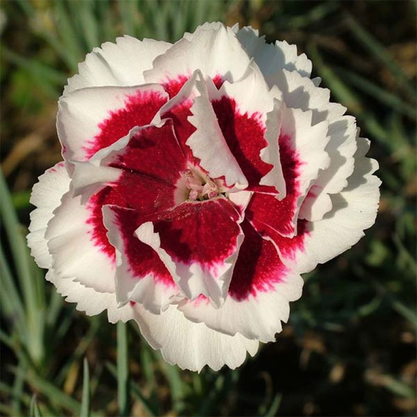 Dianthus allwoodii Alice - Oeillet mignardise rouge et blanc (Floraison)