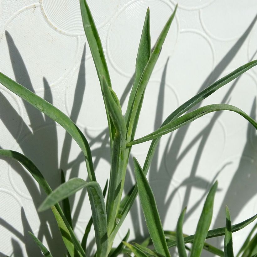 Dianthus allwoodii Alice - Oeillet mignardise rouge et blanc (Feuillage)