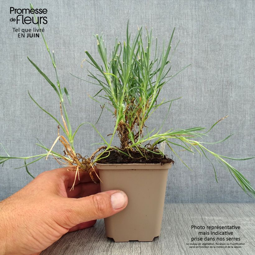Spécimen de Dianthus allwoodii Romeo - Oeillet mignardise pourpre à centre brun et blanc Godet de 8/9 cm tel que livré en été
