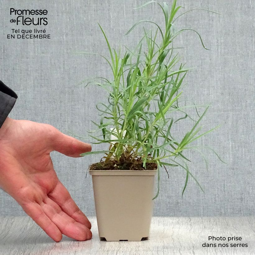 Spécimen de Dianthus allwoodii Romeo - Oeillet mignardise pourpre à centre brun et blanc tel que livré en hiver