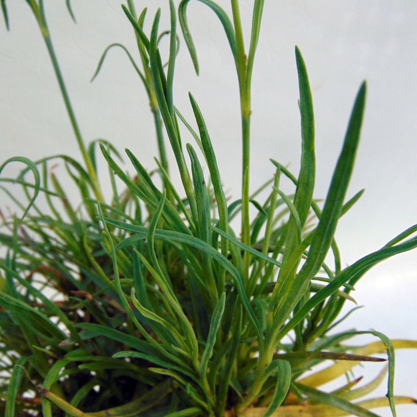 Dianthus allwoodii Romeo - Oeillet mignardise pourpre à centre brun et blanc (Feuillage)