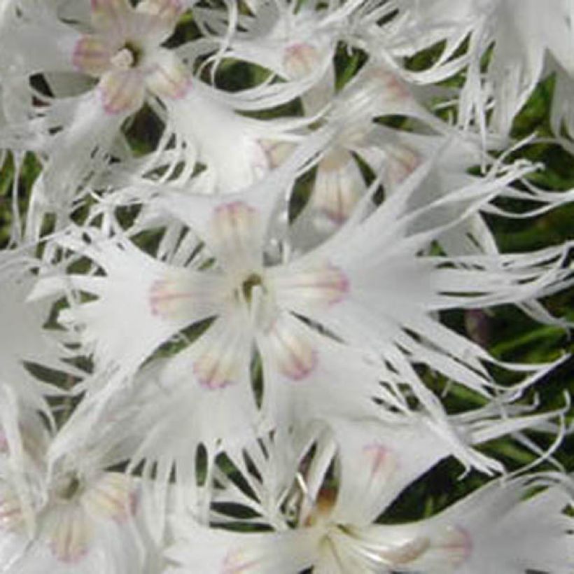 Dianthus arenarius - Oeillet des sables (Floraison)