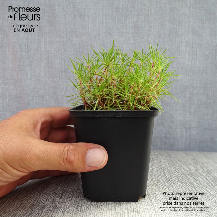 Spécimen de Dianthus arenarius - Oeillet des sables Godet de 8/9 cm tel que livré en été