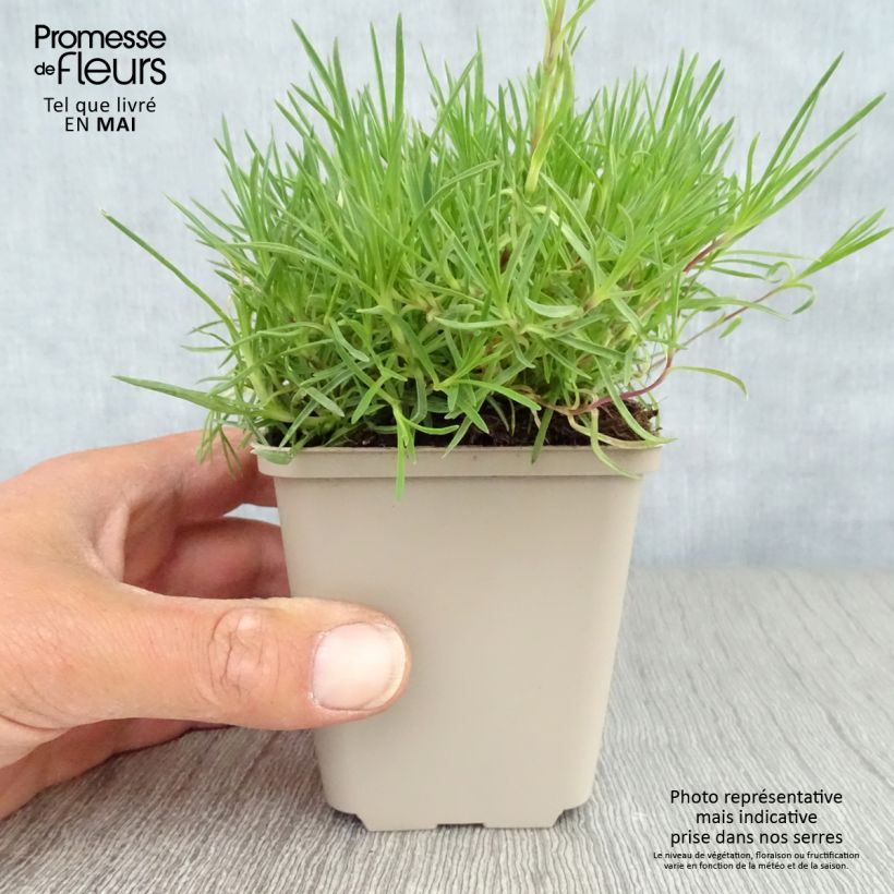 Spécimen de Dianthus arenarius - Oeillet des sables en godet de 9 cm tel que livré au printemps