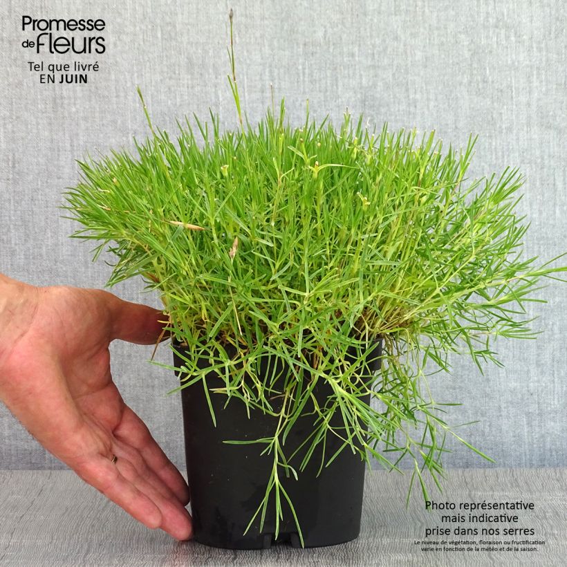 Spécimen de Dianthus arenarius - Oeillet des sables en pot de 2/3L tel que livré au printemps