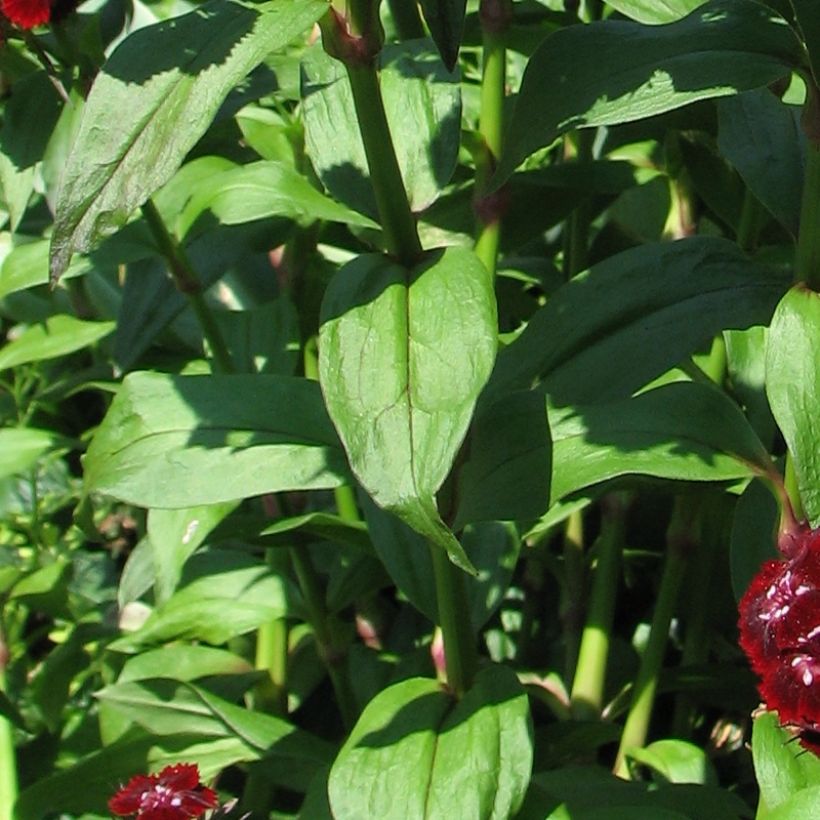 Dianthus barbatus Oeschberg, Oeillet barbu (Feuillage)