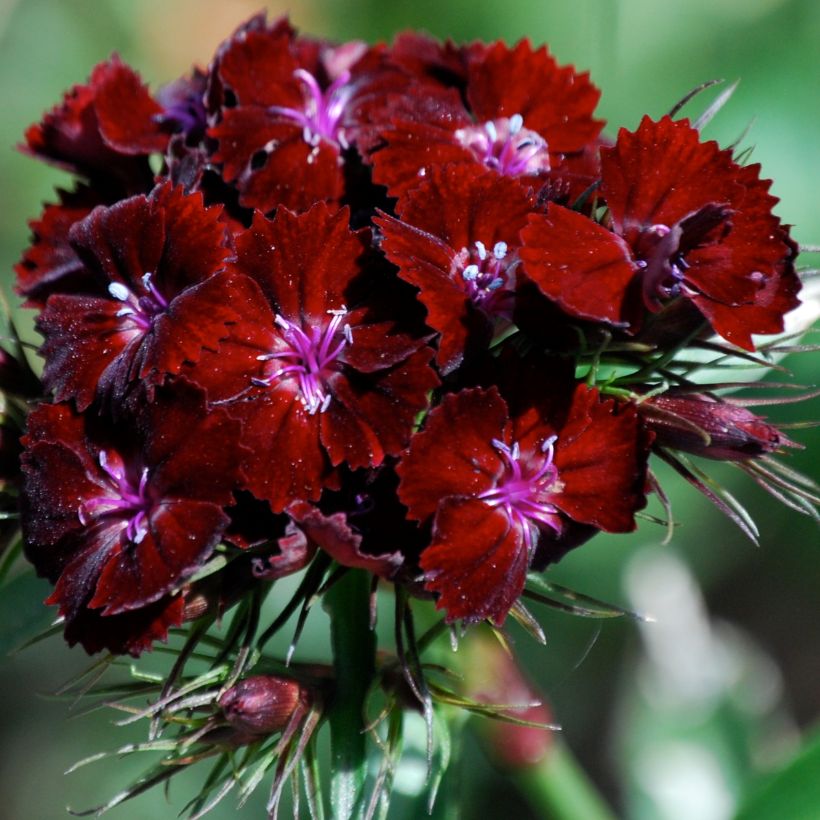 Dianthus barbatus Oeschberg, Oeillet barbu (Floraison)