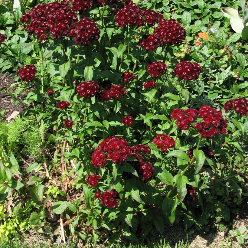 Dianthus barbatus Oeschberg, Oeillet barbu (Port)